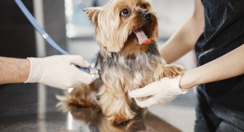 Quanto Custa o Curso de Auxiliar de Veterinário
