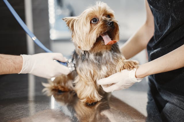Quanto Custa o Curso de Auxiliar de Veterinário
