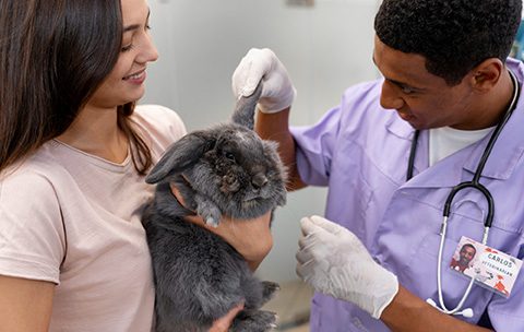 Capa do Curso de Clínica de Pequenos Animais