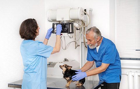 Capa do Curso de Diagnóstico por Imagem Veterinária