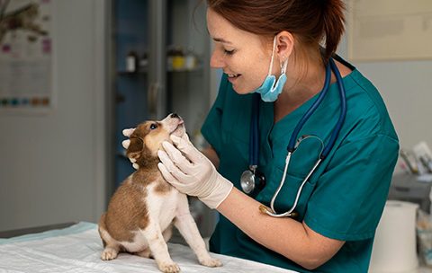 Capa do Curso de Medicina Veterinária Preventiva