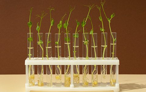 Capa do Curso de Melhoramento Genético de Plantas