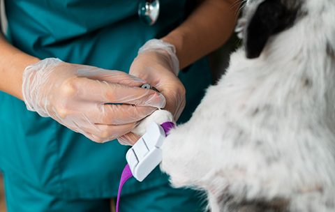 Capa do Curso de Reprodução e Obstetrícia Veterinária
