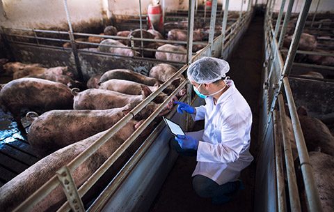 Capa do Curso de Sistemas Integrados de Produção Animal
