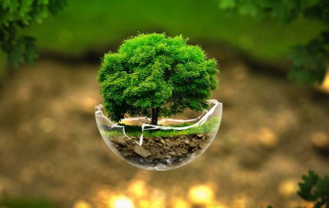 noticiasconcursos.com.br-clima-e-biodiversidade-por-que-e-como-os-biomas-diferem-clima-e-biodiversidade