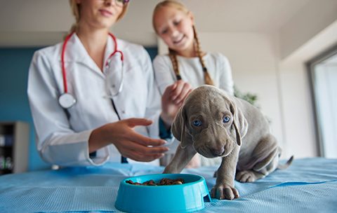 Capa do Curso de Nutrição Animal